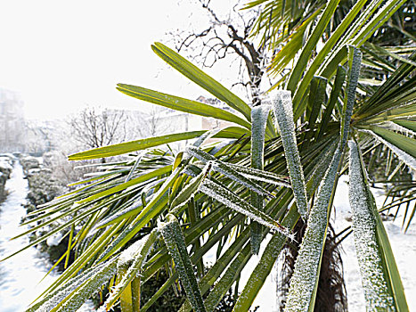 意大利,手掌,叶状体,外套,清新,雪