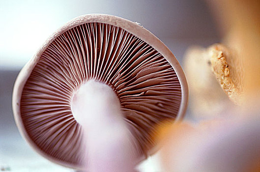 帽,蘑菇