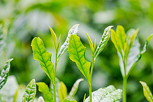 绿茶嫩芽特写