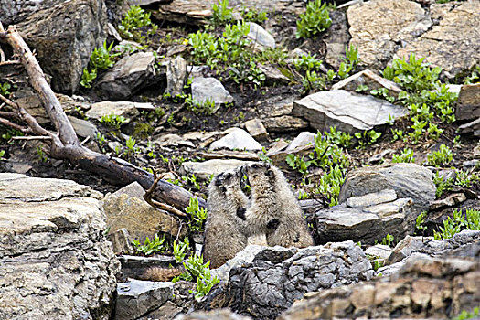 一对,土拨鼠,吻,冰川国家公园,蒙大拿
