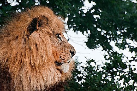 头像,非洲狮,狮子,大型猫科动物,囚禁