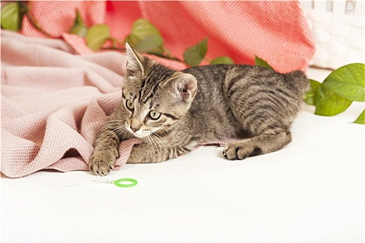 小猫,毯子