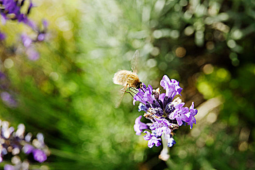 蜜蜂,飞虫,薰衣草
