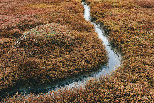 特写,湿地,水,水道,国家海岸,自然保护区