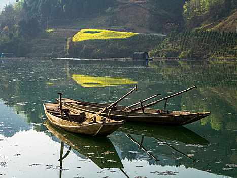 汉中油菜花