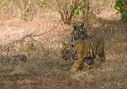 孟加拉虎,虎,幼兽,相似,干燥,树林,拉贾斯坦邦,国家公园,印度,亚洲