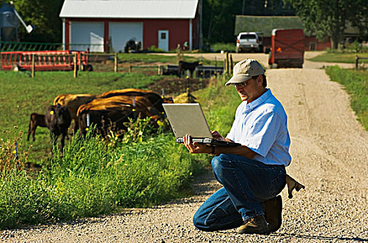 农业,牲畜,跪着,农场,道路,看,牧群,菜牛,数据,笔记本电脑,靠近,明尼苏达,美国