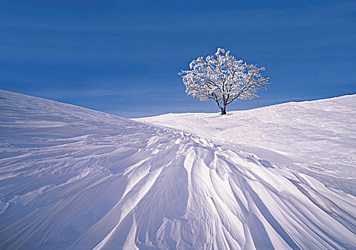 树,积雪,风景