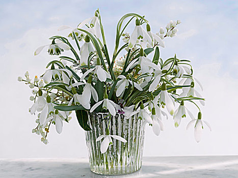 花,雪花莲,玻璃花瓶