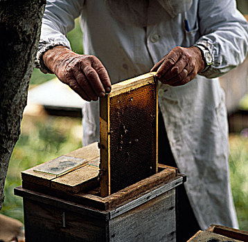 养蜂人,瑞士