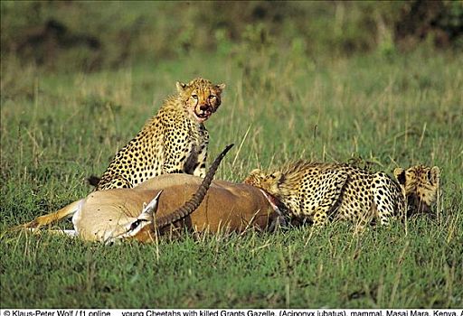 年轻,印度豹,杀死,瞪羚,猎豹,哺乳动物,马赛马拉,肯尼亚,非洲,动物