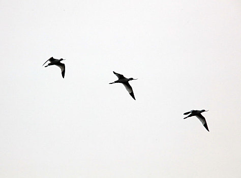 海鸥,飞翔,自由,候鸟,野生动物,鸟,动物,觅食