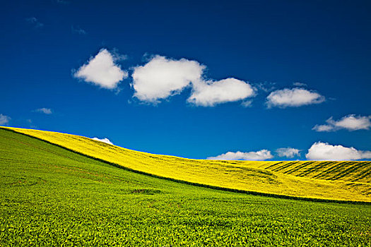 美国,华盛顿,帕卢斯,群山,遮盖,地点,油菜,豌豆