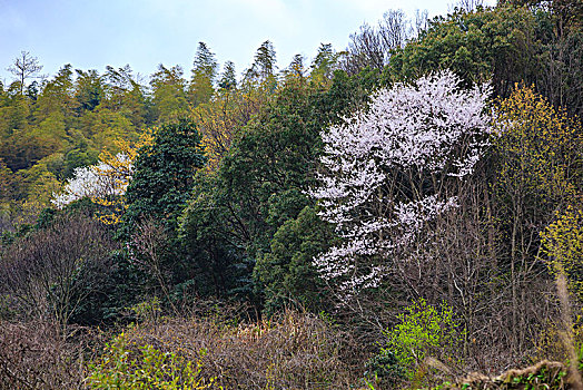 鄞州,塘溪镇,菩提岭古道,山路,野外