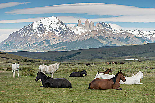 马,地点,托雷德裴恩国家公园,巴塔哥尼亚,智利