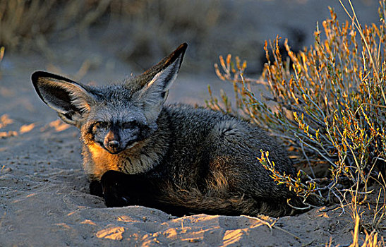 大耳狐,公园,卡拉哈里沙漠,南非