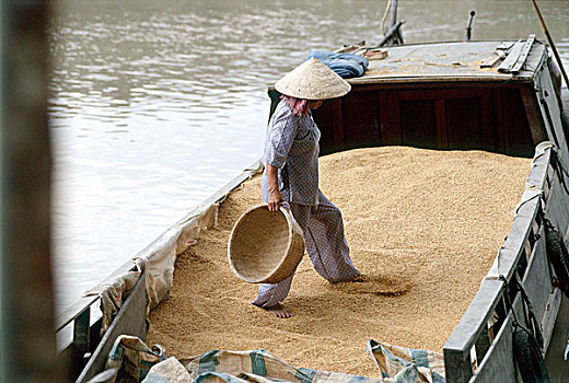 越南,湄公河三角洲,女人,工作,稻米