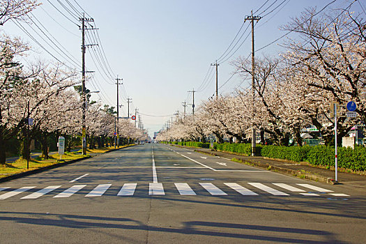 樱桃树,排,街道,熊本,日本
