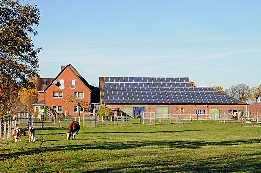 光电,安装,太阳能,农场,谷仓,北莱茵威斯特伐利亚,德国,欧洲