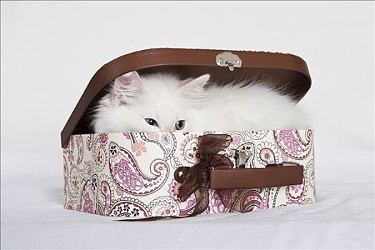 小猫,手提箱