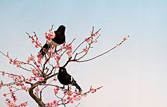 鹊雀梅花图片图片