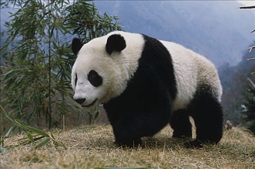 大熊猫,卧龙,熊猫,保存,四川,中国