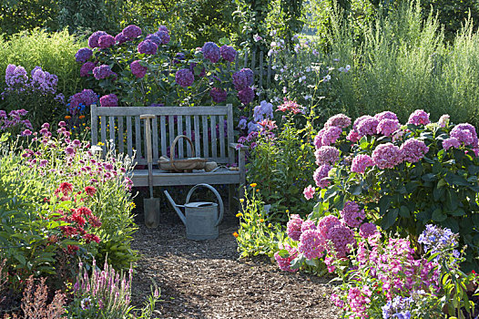 荫凉,座椅,八仙花属,花园