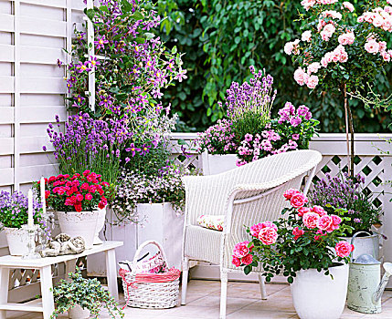 盛开,露台,玫瑰,深粉色,紫色,白色,柳条椅,种植器皿