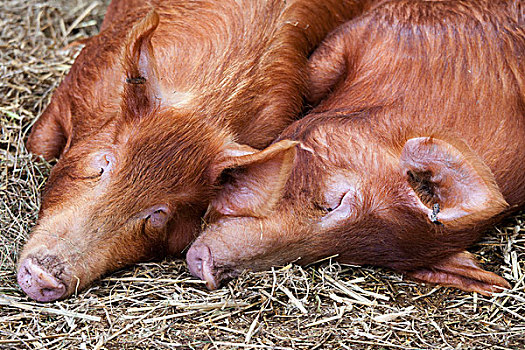 两个,猪,卧,并排,干草,诺森伯兰郡,英格兰