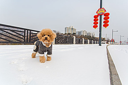 下雪,交通,雪地,公路,