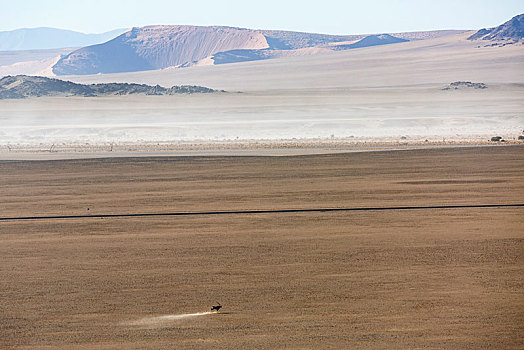 航拍,孤单,南非大羚羊,羚羊,索苏维来地区,国家公园,纳米比诺克陆夫国家公园,纳米比亚,非洲