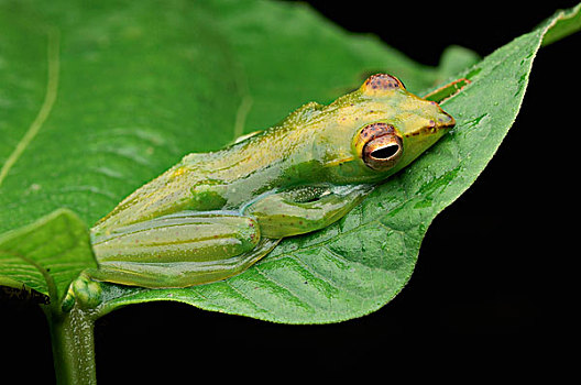 玉,树蛙,丹浓谷保护区,马来西亚