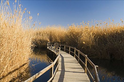 湿地,自然保护区,约旦
