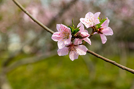 春暖花开