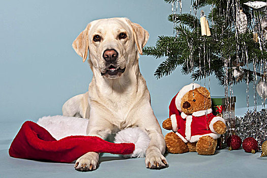 拉布拉多犬,卧,泰迪熊,熊,圣诞节,树