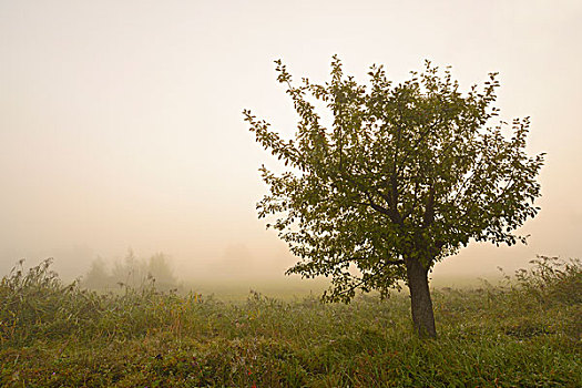 苹果树,晨雾,日出,黑森州,德国