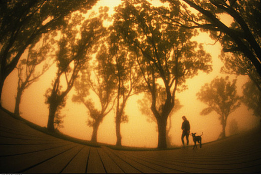 人,遛狗,木板路,靠近,树,雾,多伦多,安大略省,加拿大