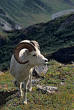 美国,阿拉斯加,野大白羊,公羊,德纳里峰国家公园
