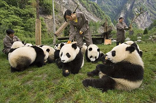 大熊猫,工人,护理,年轻,五月,2008年,地震,卧龙,中国