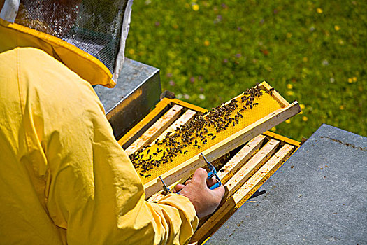 养蜂人,工作