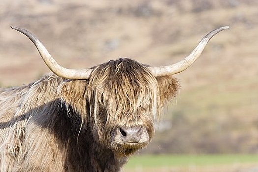高原牛,阿盖尔郡,苏格兰