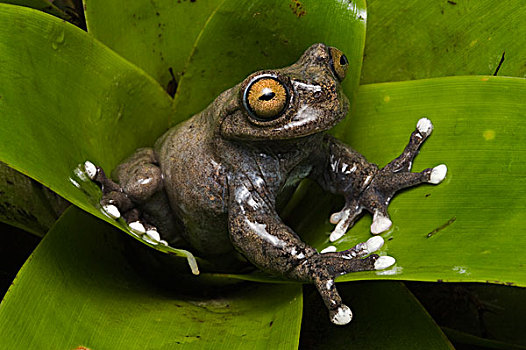 树蛙,物种,2003年,厄瓜多尔