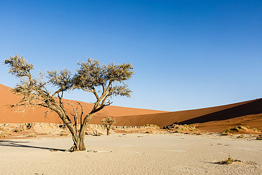 刺槐,死亡谷,索苏维来地区,纳米比亚,非洲