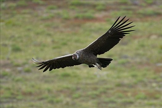 安第斯秃鹰,安地斯神鹰,飞,托雷德裴恩国家公园,智利