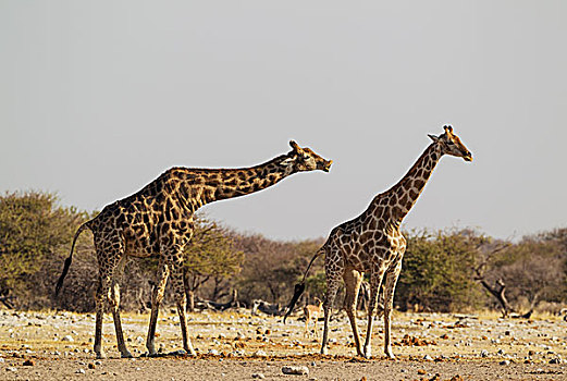 南非,长颈鹿,雄性,埃托沙国家公园,纳米比亚,非洲