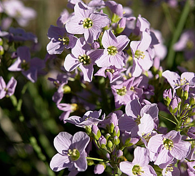紫罗兰,春花