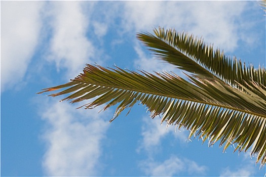 棕榈树,枝条,蓝天