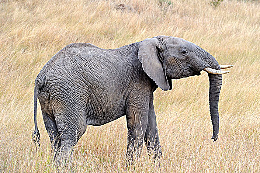 非洲,大象,青少年,威胁,马赛马拉国家保护区,肯尼亚,东非