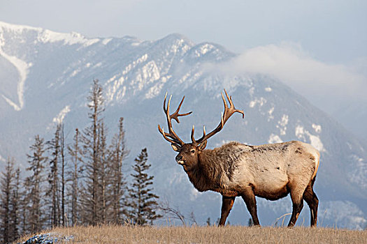 美洲,麋鹿,鹿属,鹿,雄性动物,西部,艾伯塔省,加拿大