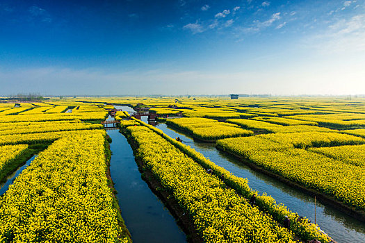 中国兴化市清晨的水上油菜花